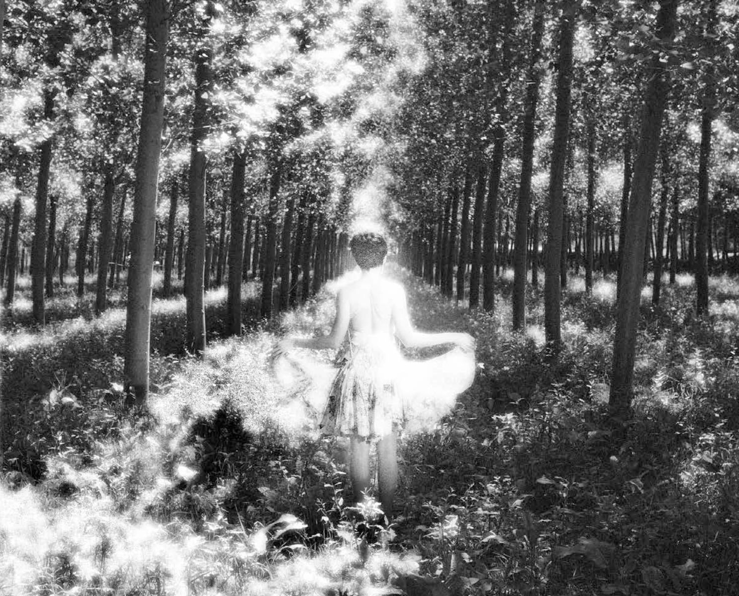 Image of Dances with Trees Posterv2(1)