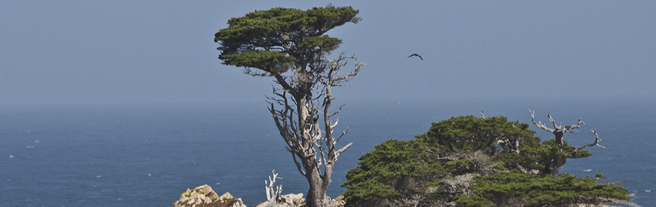 Image about 17 Mile Drive