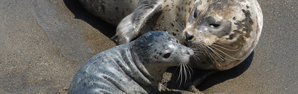 Image about Harbor Seal and Pup