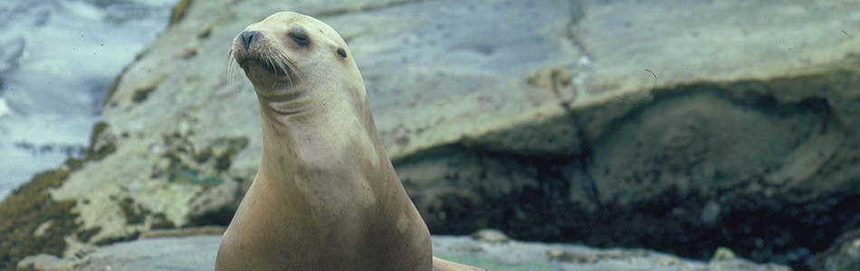 Image about California Sea Lion
