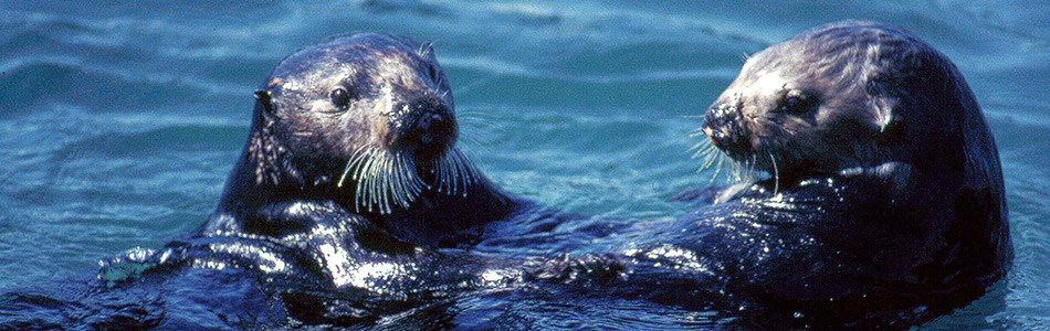 Image about Sea Otters