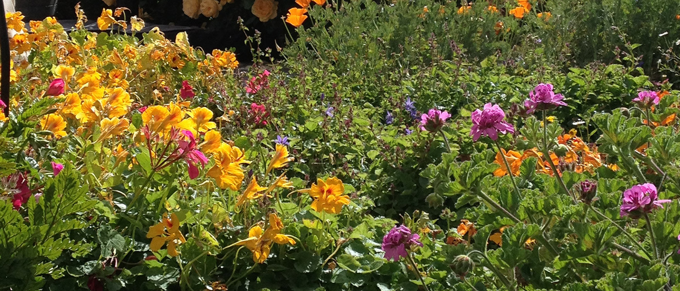Image about Stillwater Landscaping and Maintenance #2