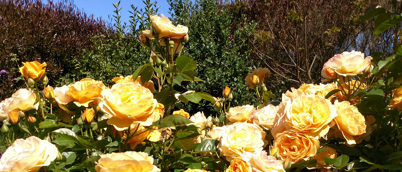 Image about Stillwater Landscaping and Maintenance #1