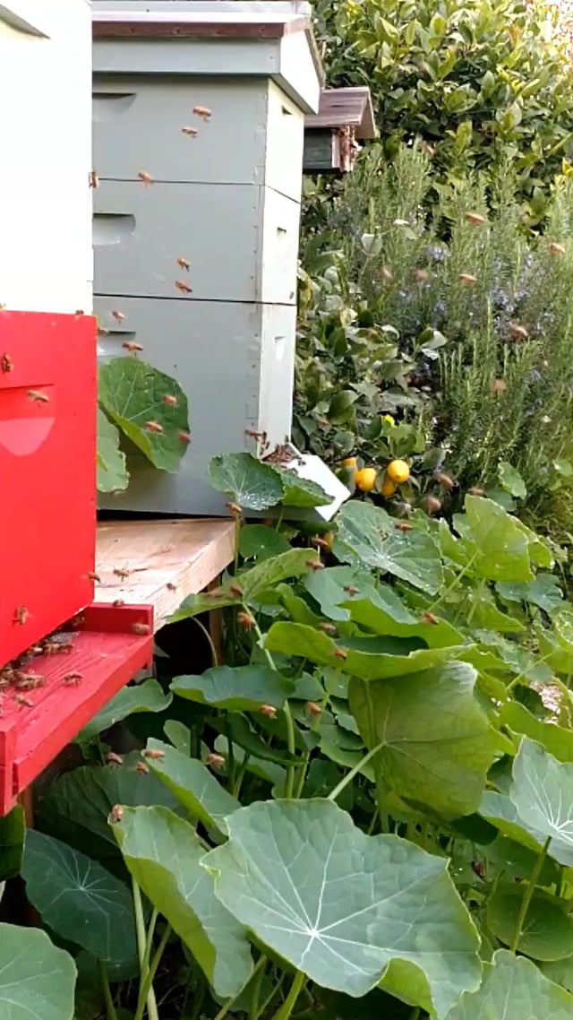 Video - Bee Friendly