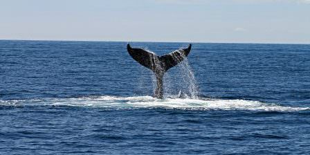 Image of Img whale tail