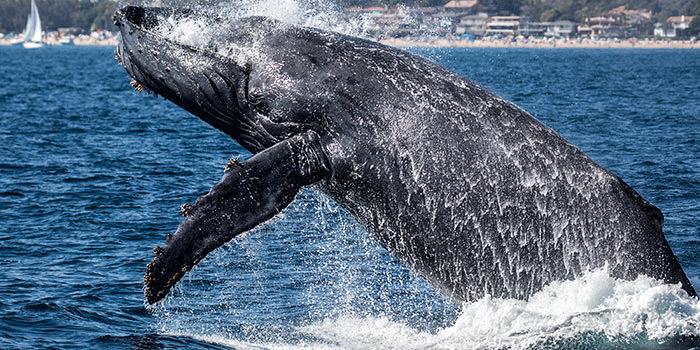 Image of Img whale watching