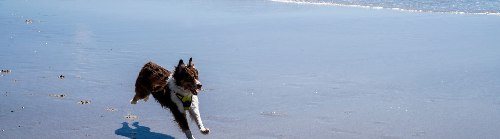 Celebrate National Dog Day in Carmel-by-the-Sea