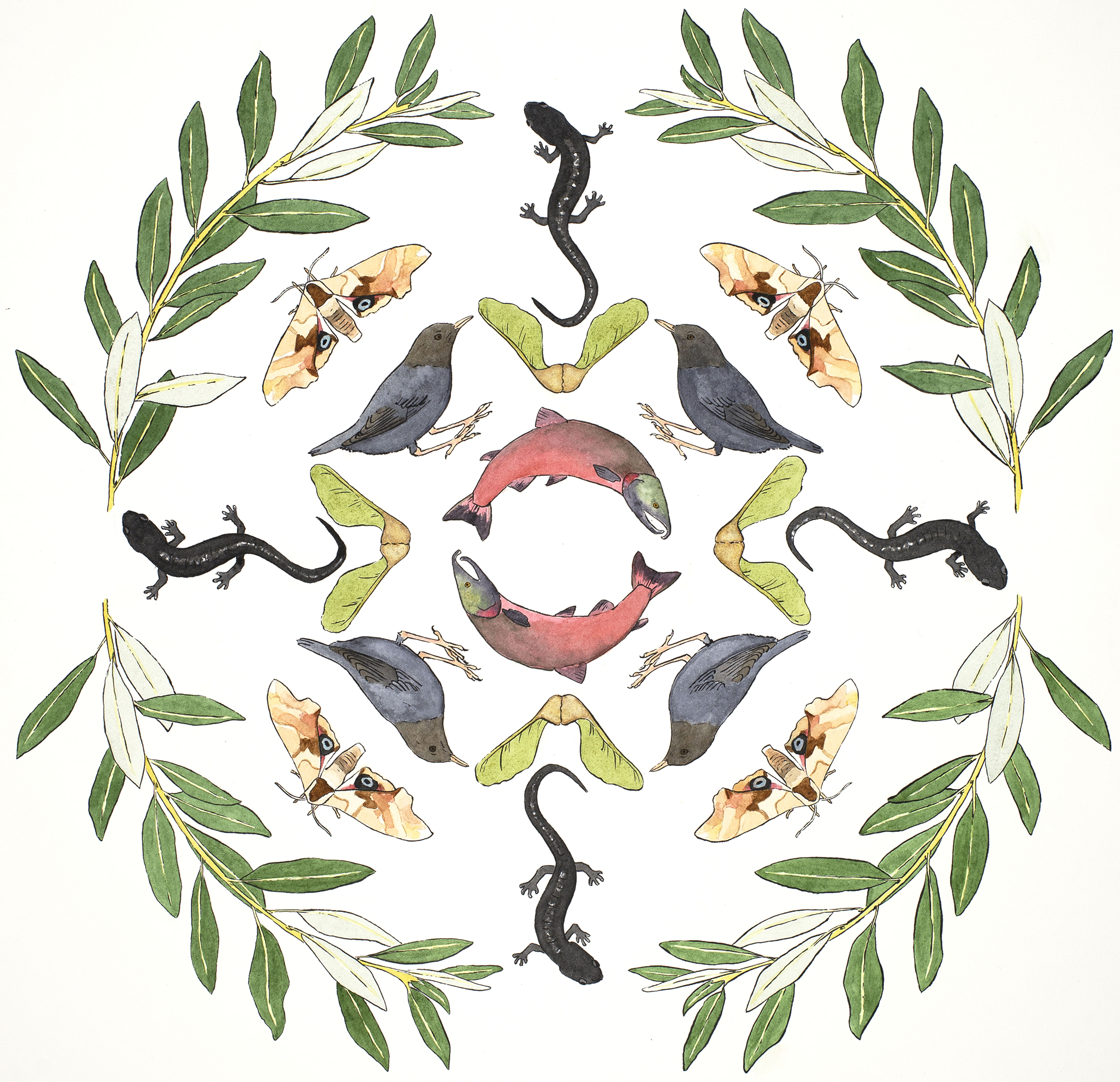Image of Salmonforwebby Meegan Painterscienceillustration