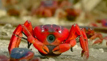 20 Amazing Robot Animals That Will Blow Your Mind
